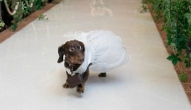 ペットもOK【家族同様のペットと一緒に挙げるファミリー婚】6名より家族挙式+会食が叶う!