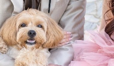 ペット婚《50名346万→208万》26年12月末迄◇愛するペットと憧れの大聖堂で♪挙式+披露宴