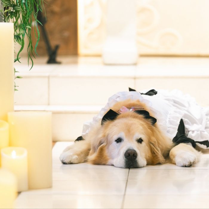 【ペット婚OK◎】愛犬と叶える貸切ウェディング相談会