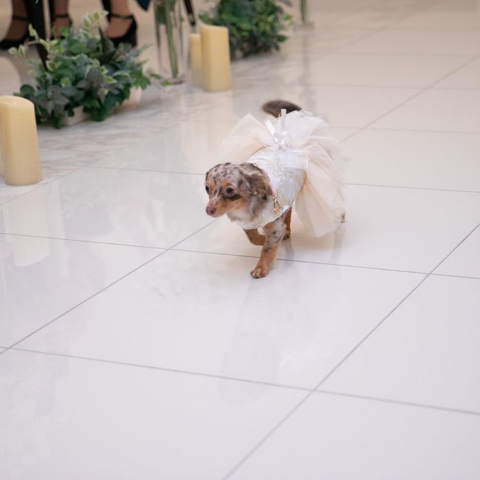 【大切な家族とともに叶えるオリジナルW】ペット婚応援フェア☆