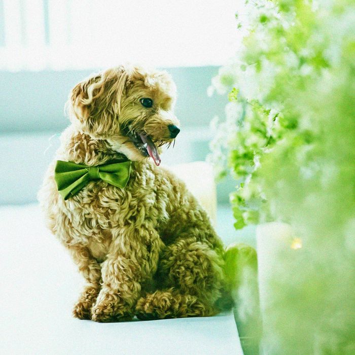 ◇◆大切なペットも一緒に◆◇チャペル見学&ペット婚相談会