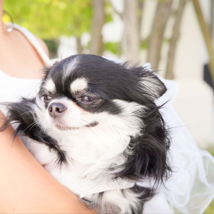 ペットは家族*【広大なガーデン×緑豊かな貸切邸宅】ペット婚相談会