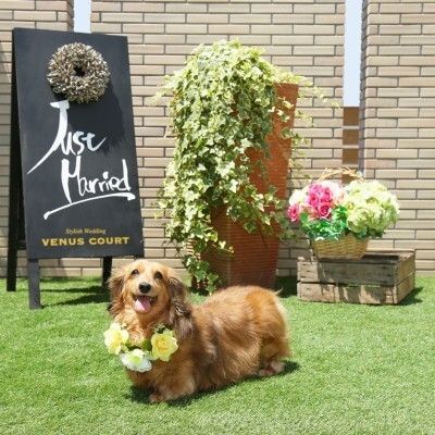 【自由なペット婚はお任せ!】ペットW相談&コース試食会