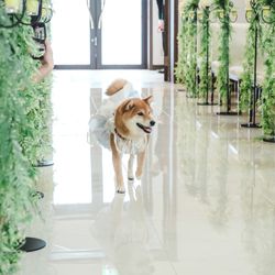 【愛するペットと自由W】愛犬料理特典付!ペットW相談×試食会