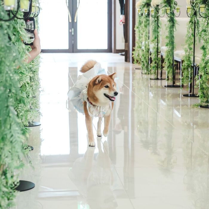 【愛するペットと自由W】愛犬料理特典付!ペットW相談×試食会