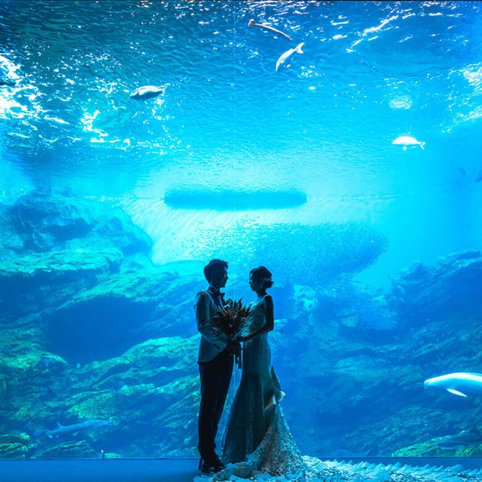 【仙台うみの杜水族館】貸切で叶える水族館ウェディングフェア
