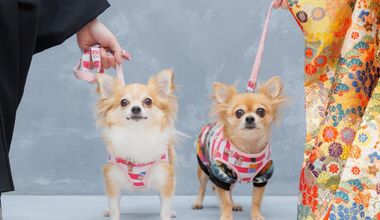 【ペットも一緒にウェディング】貸切邸宅で叶えるアットホームウェディング