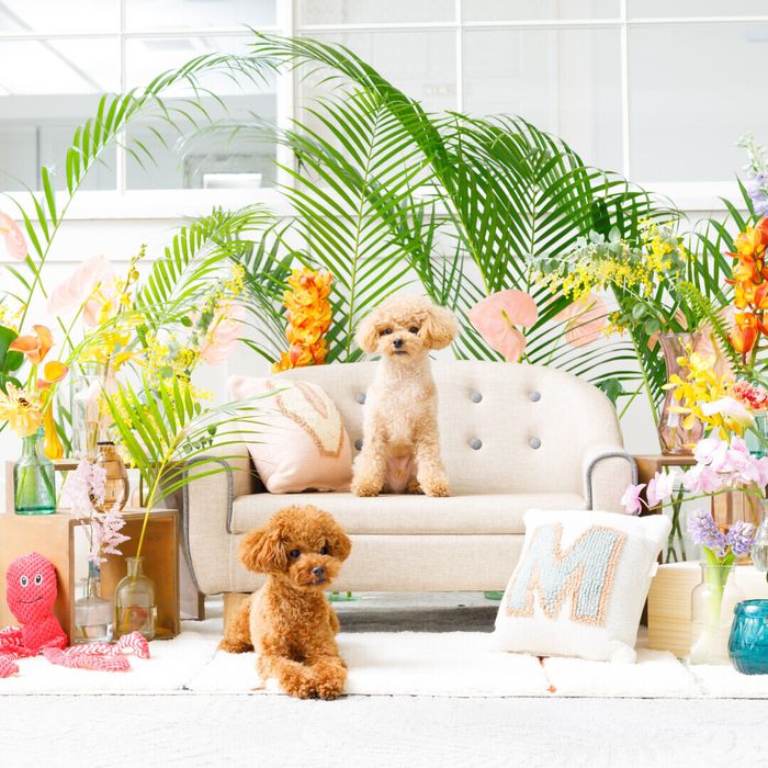 〈ペットと一緒の結婚式〉大切な家族とリゾートW*無料試食付き