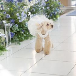【ペットも一緒に大切な1日を】愛犬参加OK!ペットウェディング相談フェア