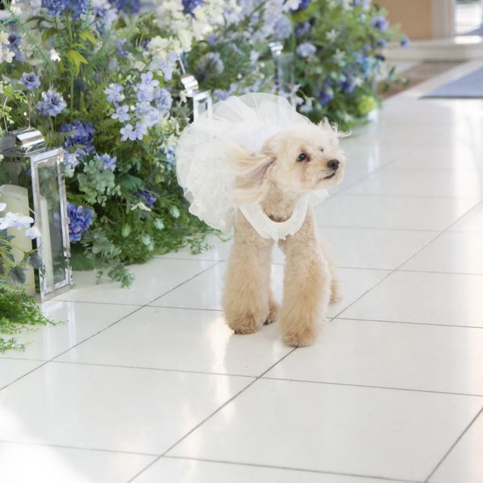 【ペットも一緒に大切な1日を】愛犬参加OK!ペットウェディング相談フェア
