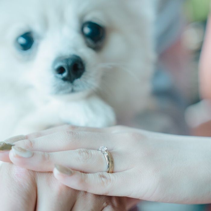 【ペットと一緒に貸切W】リングドッグ&専用衣装など12大特典付