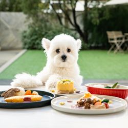 \ペット婚相談会♪/大切な家族と過ごすプライベートWD