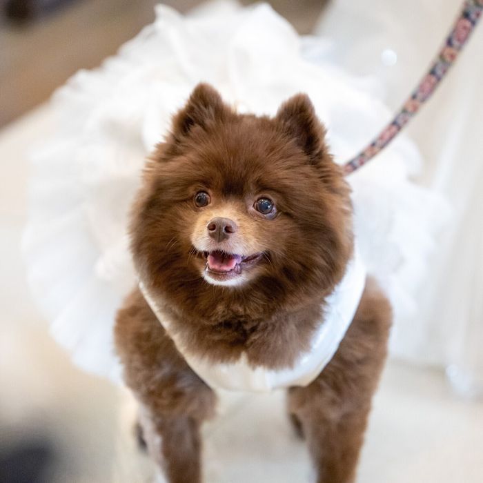 【愛犬と一緒】ガーデン付のチャペルで一緒に過ごすペット婚*