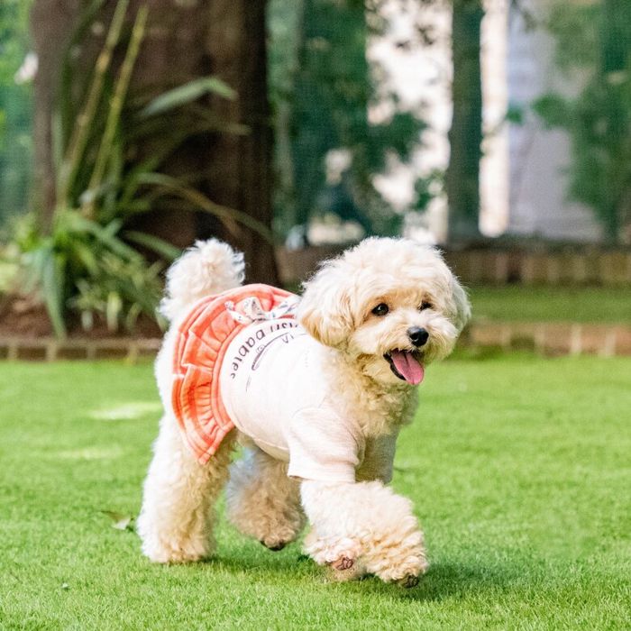 <愛犬とのご来館もOK!ペットホテル運営のノウハウを活かしたペット婚>【愛犬家必見】大切なペットと一緒に過ごす最幸の1日!