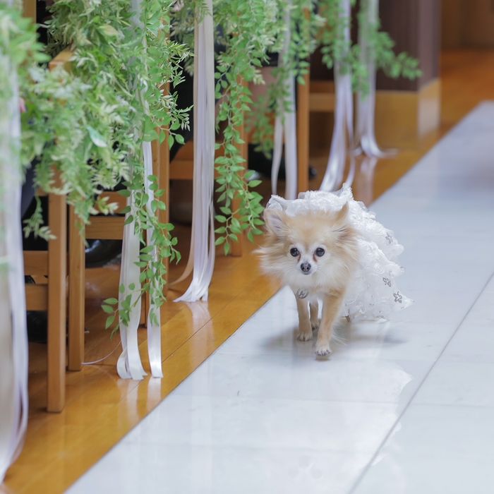 【愛犬と一緒に◎】プライベート空間で叶うドッグ挙式☆ペットホテル完備で安心