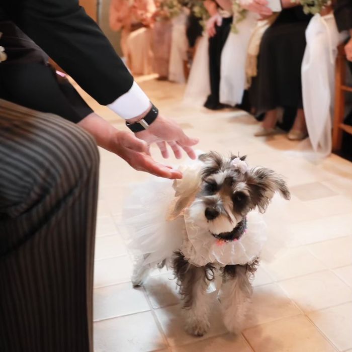 《大切なわんちゃんと一緒に》リングドックなど愛犬も参列OK!心を込めた絶品コース×挙式会食で大満足