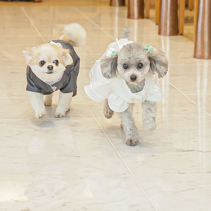 【愛するペットと一緒に】平日限定!ペットW相談×コース試食