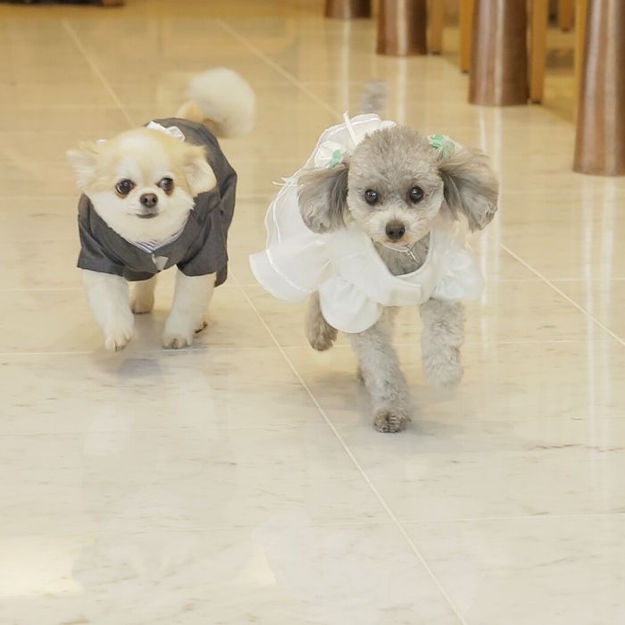 【愛するペットと一緒に!】ペットウエディング相談会&試食会