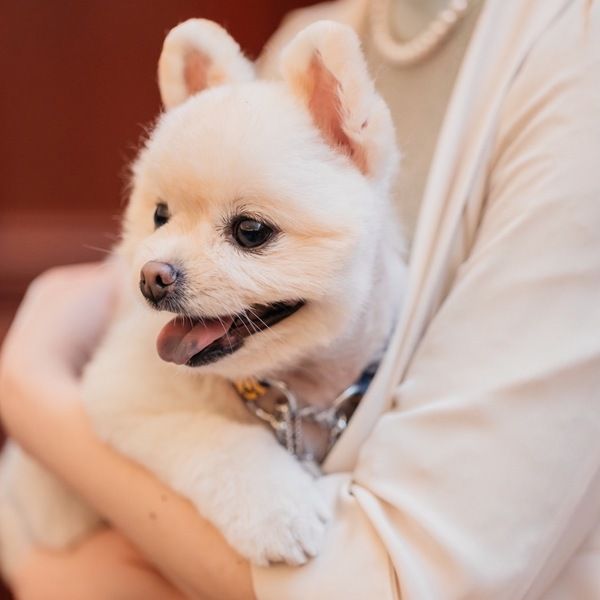 【ペットも主役の結婚式フェア】挙式&披露宴もご一緒に♪