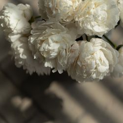 SOLA KOBEの写真5枚目