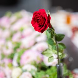 ウェディングスホテル・ベルクラシック東京の写真1枚目