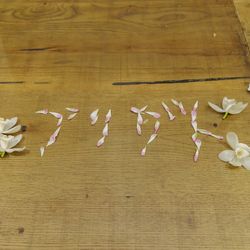 エレガンテヴィータの写真6枚目