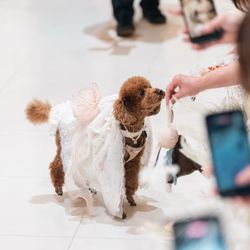 ねちさんの披露宴・挙式カバー写真