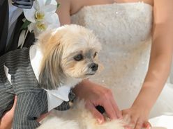 しずしろさんの画像1枚目