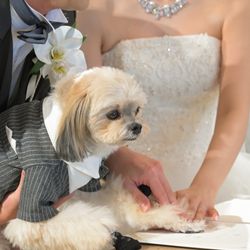 しずしろさんの披露宴・挙式カバー写真