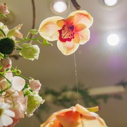 エレガンテヴィータの写真26枚目