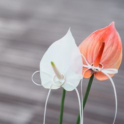 アマンダンテラスの写真28枚目