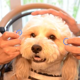 yuko_mocha_wd_ambさんのアイコン画像