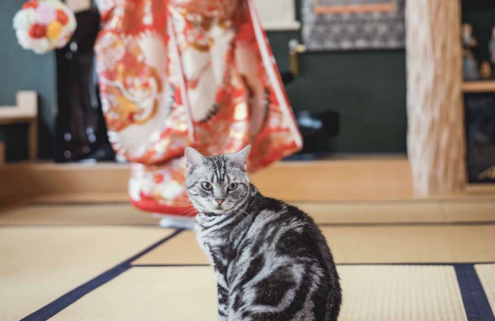 ねこ と一緒に クラッシックで上品 Amp 遊び心もプラスした結婚式 結婚式準備はウェディングニュース