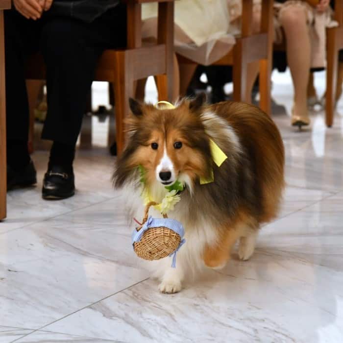 大切なペットも参加できる♪東京の結婚式会場10選♡のカバー写真 1