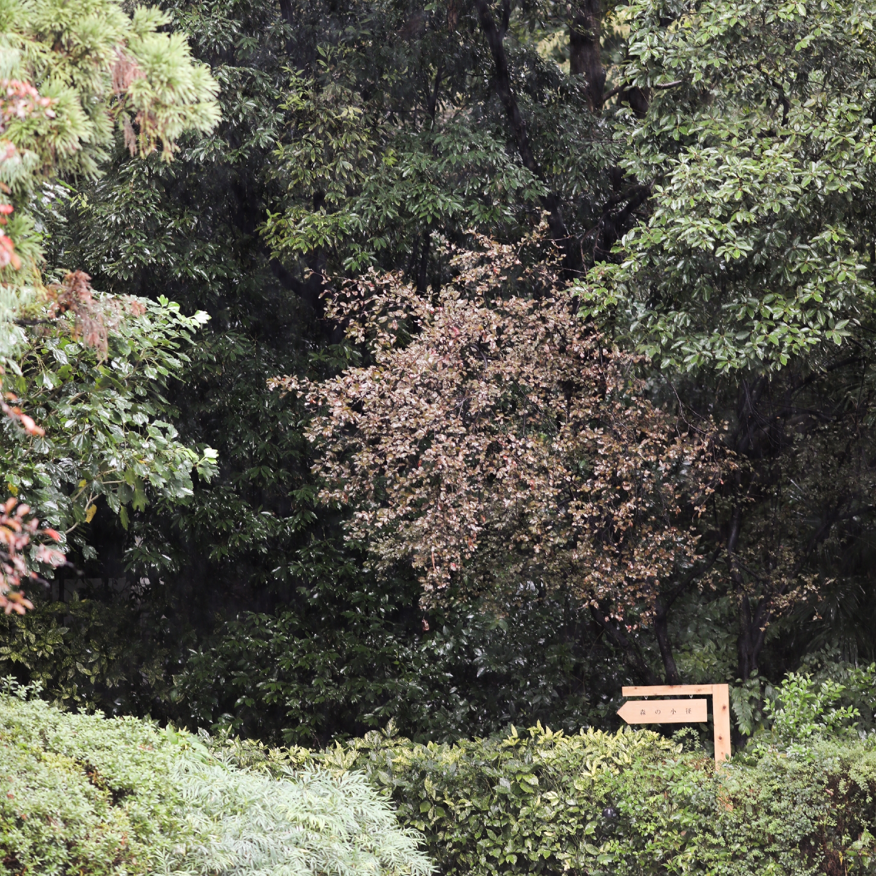 makkiroom さんのカバー画像