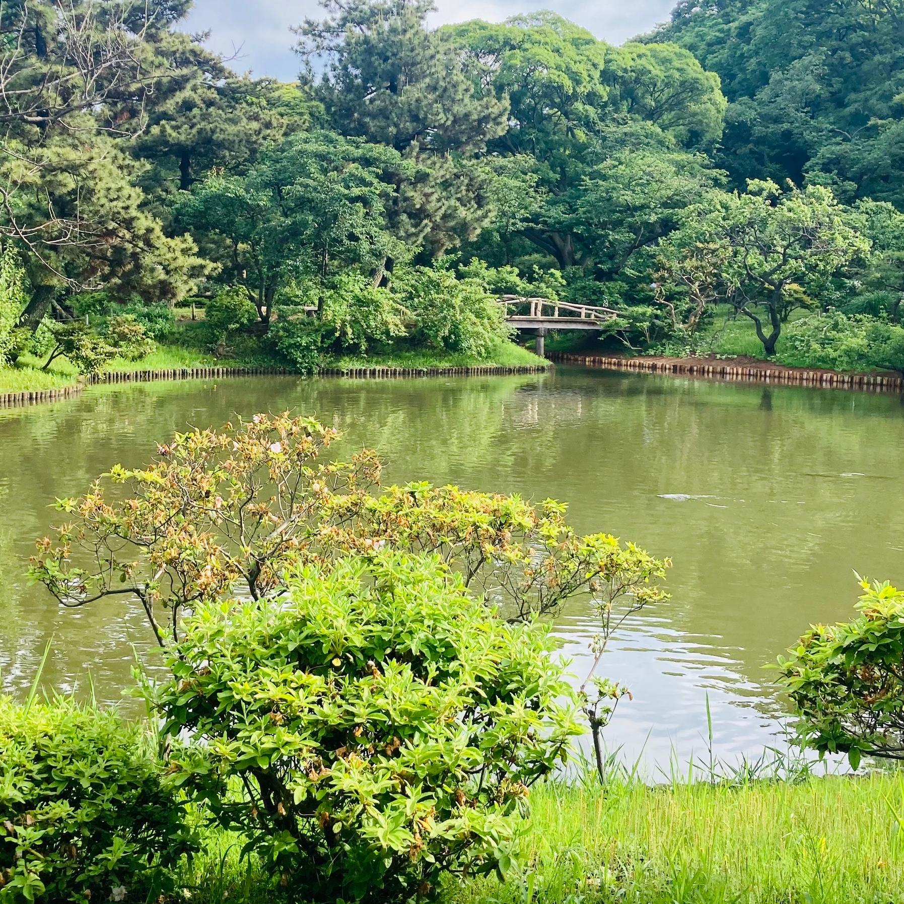 抹茶うさぎさんのカバー画像