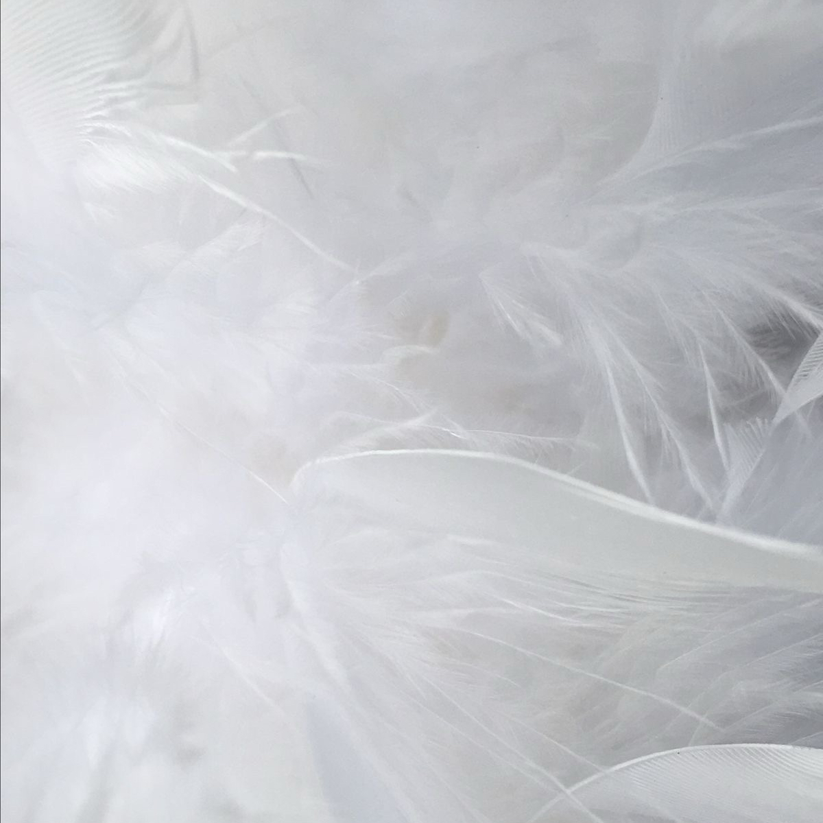 eru.wd_ambさんのカバー画像